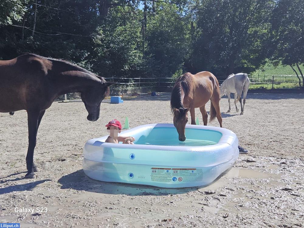 Bild 2: Sommercamp Ponycamp Feriencamp | Begegnungshof Limmattal