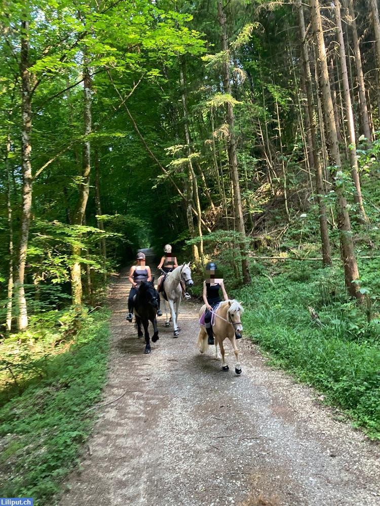 Bild 4: Sommercamp Ponycamp Feriencamp | Begegnungshof Limmattal