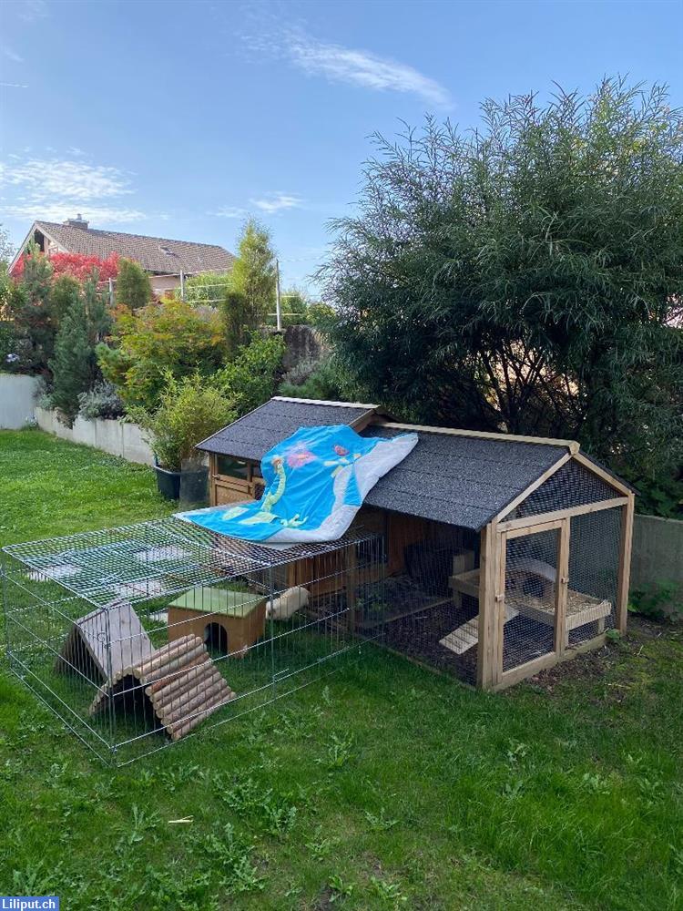 Bild 1: Meerschweinchen-Ferien Aussenhaltung