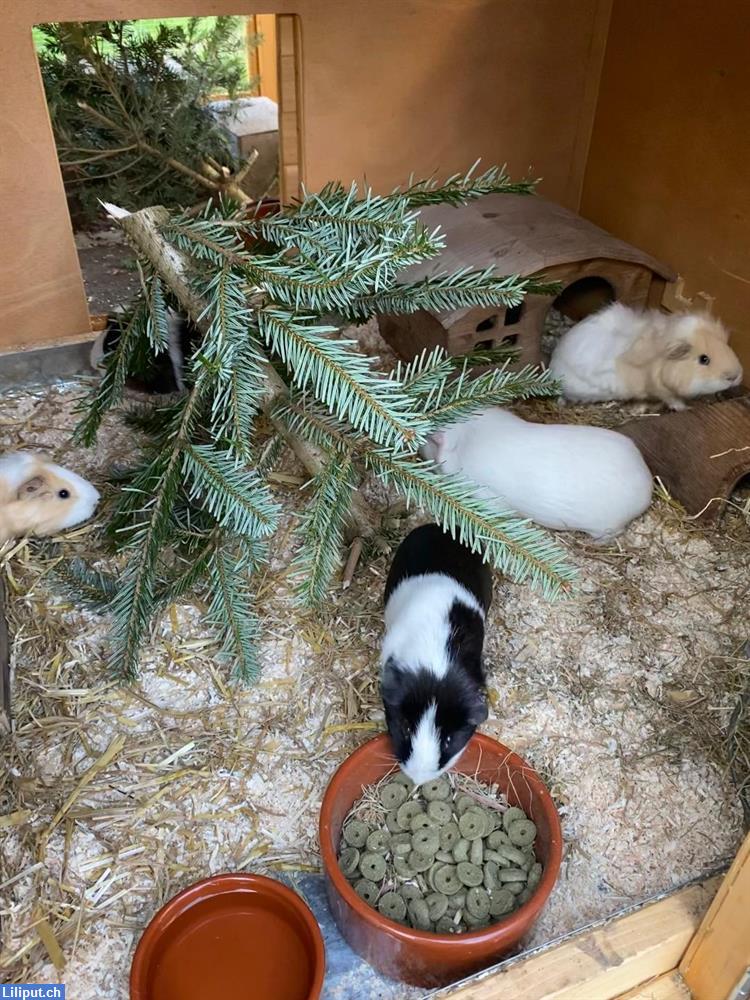 Bild 2: Meerschweinchen-Ferien Aussenhaltung