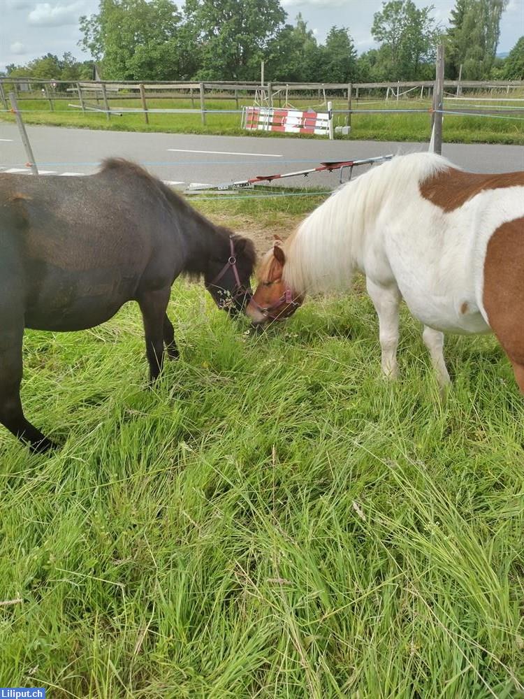 Bild 1: Spazier-/Pflegebeteiligungen Ponys im ZH-Oberland