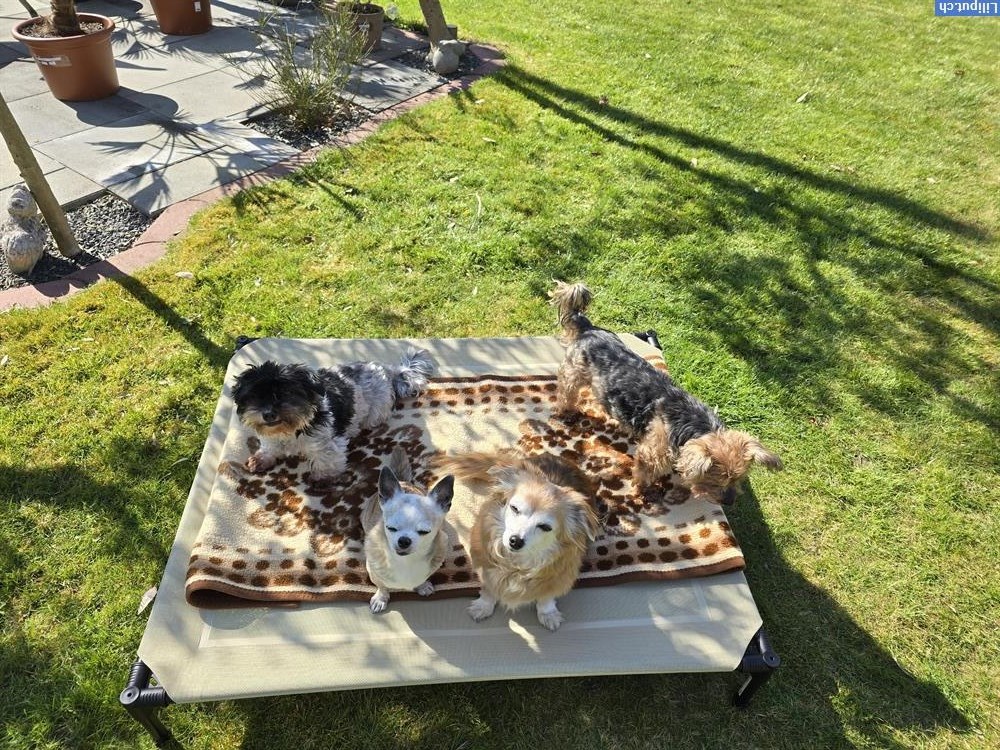 Bild 2: Zum Hundeplätzchen - biete Hundebetreuung für Seniorenhunde