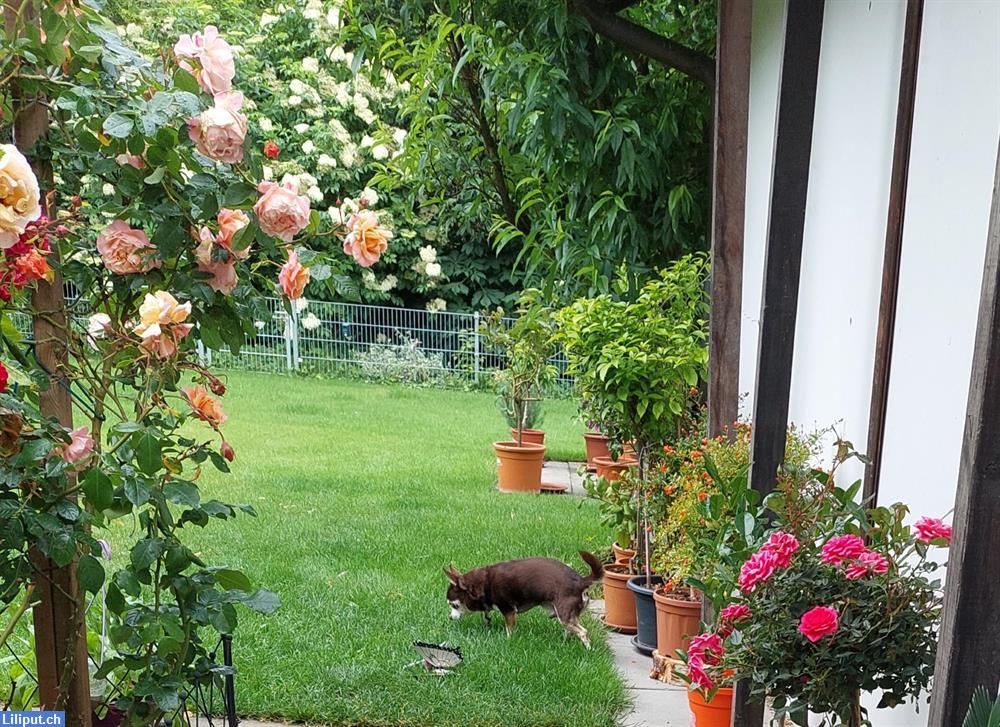 Bild 3: Zum Hundeplätzchen - biete Hundebetreuung für Seniorenhunde