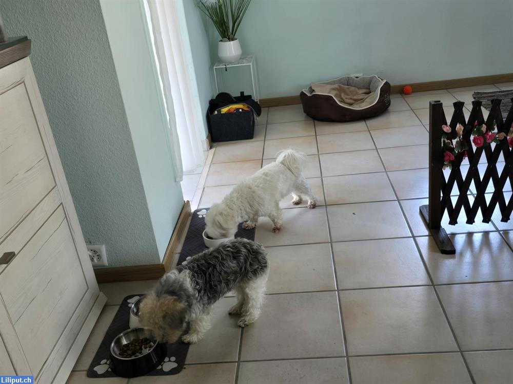 Bild 4: Zum Hundeplätzchen - biete Hundebetreuung für Seniorenhunde