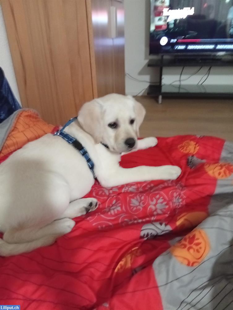 Bild 1: Hundebetreuung gesucht in Männedorf ZH