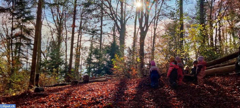 Bild 4: NaturKita Adliswil, die Kinderbetreuung mit täglichem Walderlebniszeit