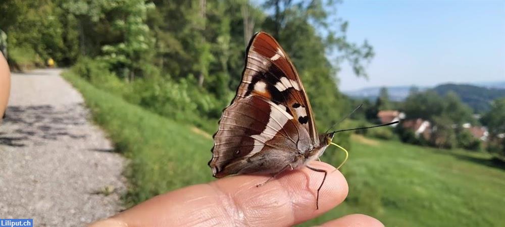 Bild 5: NaturKita Adliswil, die Kinderbetreuung mit täglichem Walderlebniszeit