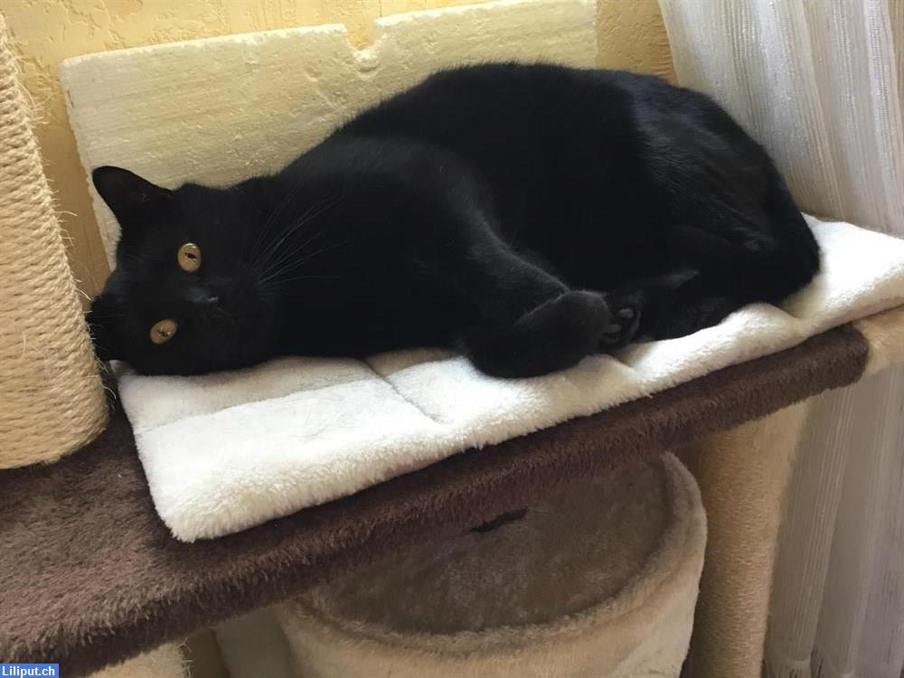 Bild 1: Biete Alltagshilfe für Senioren in der Region Brugg oder Baden