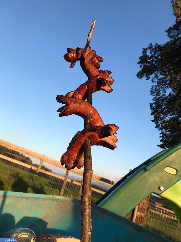 Bild 4: Sommerlager für Kinder ab 5 - 12 Jahre mit tollen Abenteuer