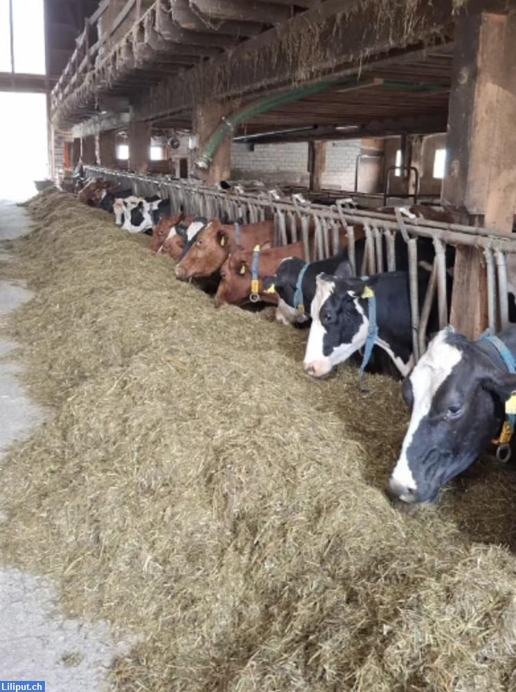 Bild 1: Neueröffnung Bauernhofspielgruppe in Wintersingen BL