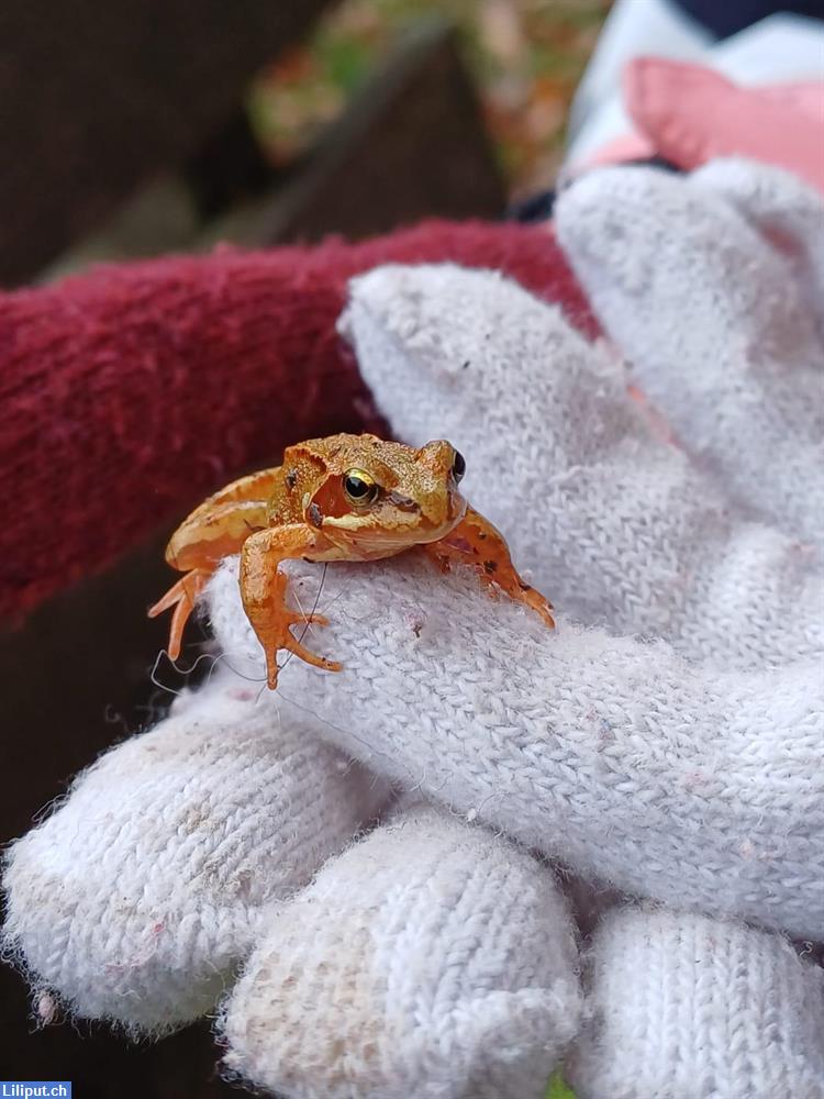 Bild 3: Malen in der Natur in Zürich