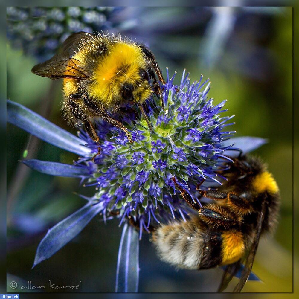 Bild 1: Suche Freundschaft / Partnerschaft, möglichst Stadt Zürich