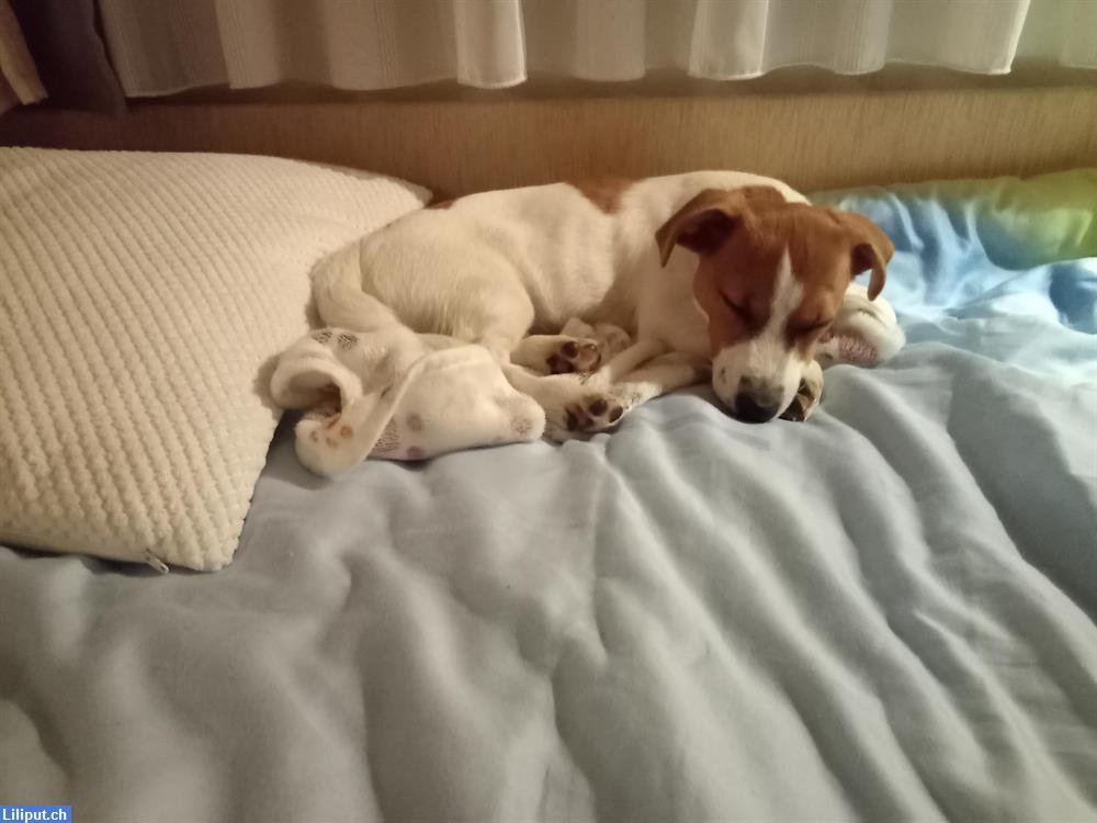 Bild 1: Hunde Betreuung in Frauenfeld TG