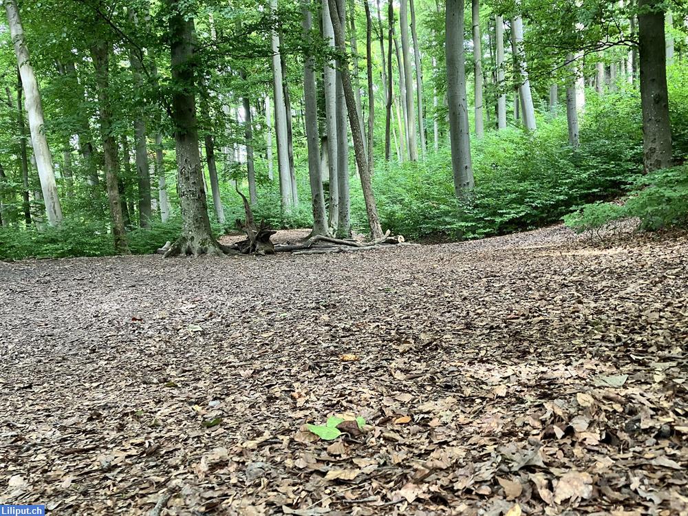 Bild 4: Malen in der Gruppe in Zürich