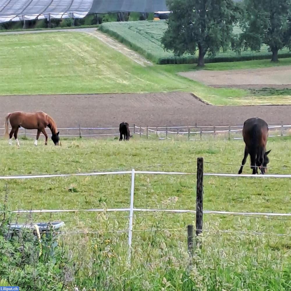 Bild 2: Zwischenjahr (Praktikum / Mithilfe) mit Pferden auf einem Reiterhof