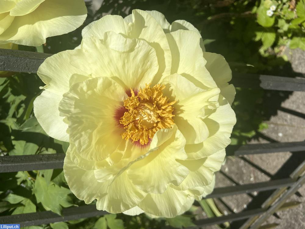 Bild 1: Suche Kollegin / Kollege für Freizeit, Stadt Zürich