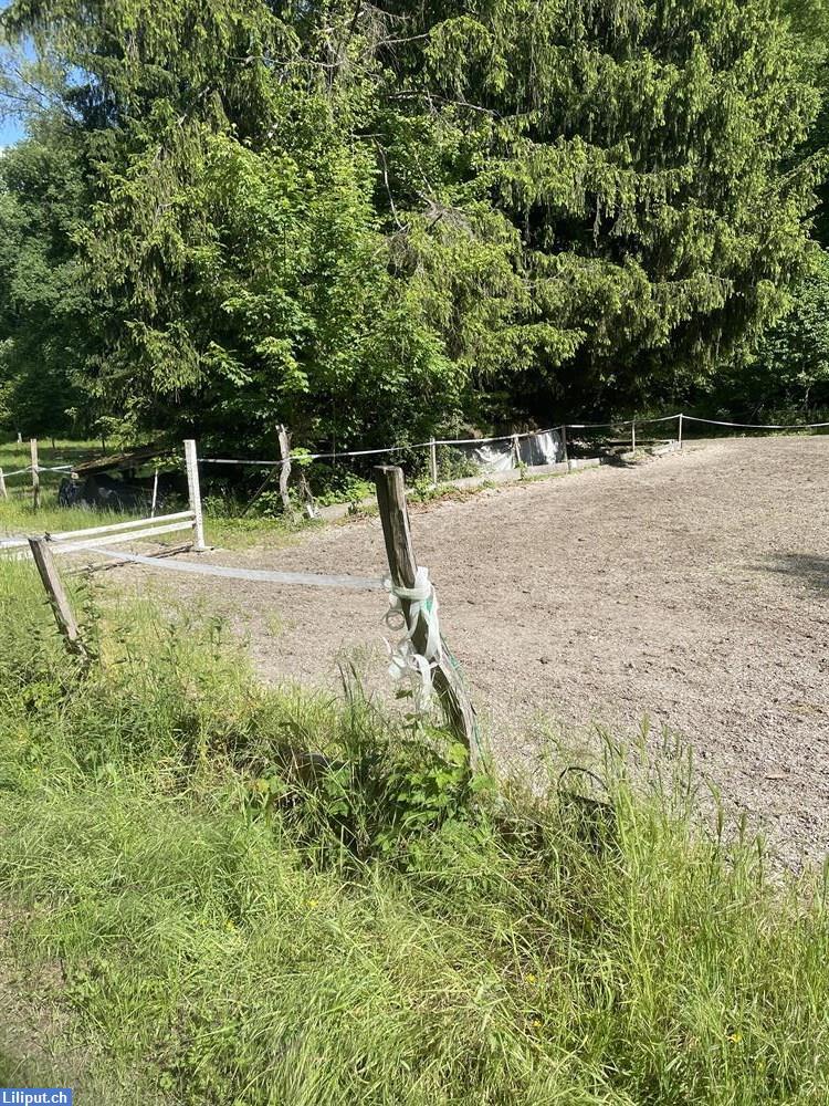 Bild 3: Günstiger Pferde Springplatz 20x35m in Allschwil im Baselland