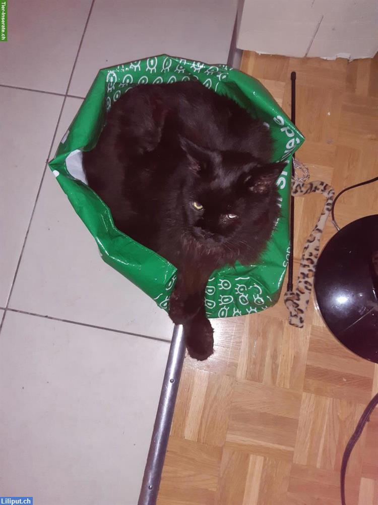 Bild 1: Biete Katzenbetreuung in Muttenz und Umgebung