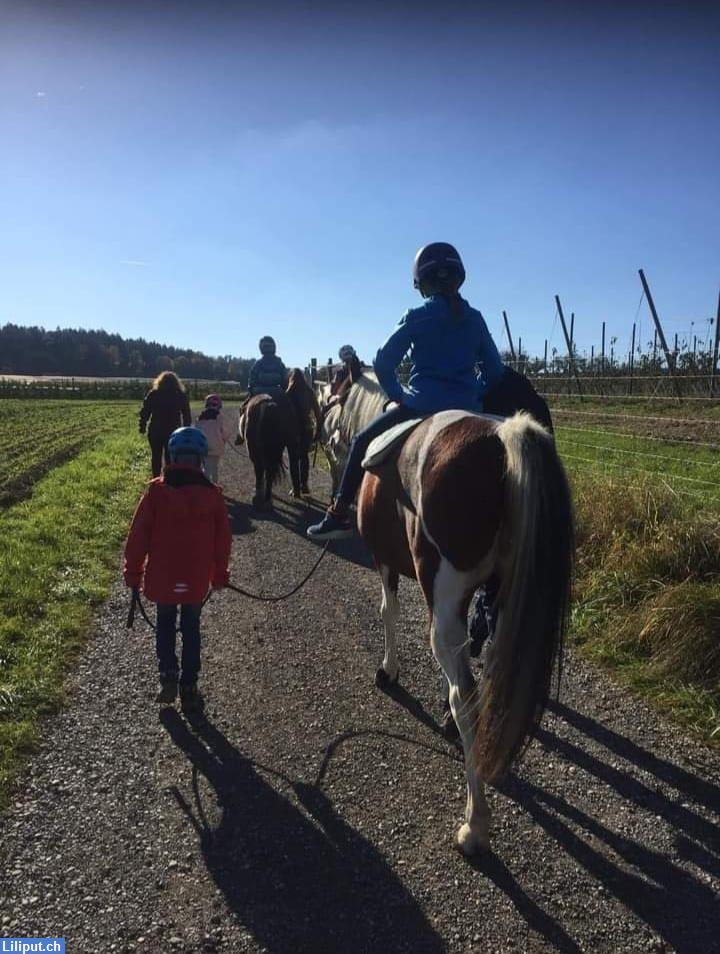 Bild 3: Ponyhof auf dem Pony- Zihlschlacht