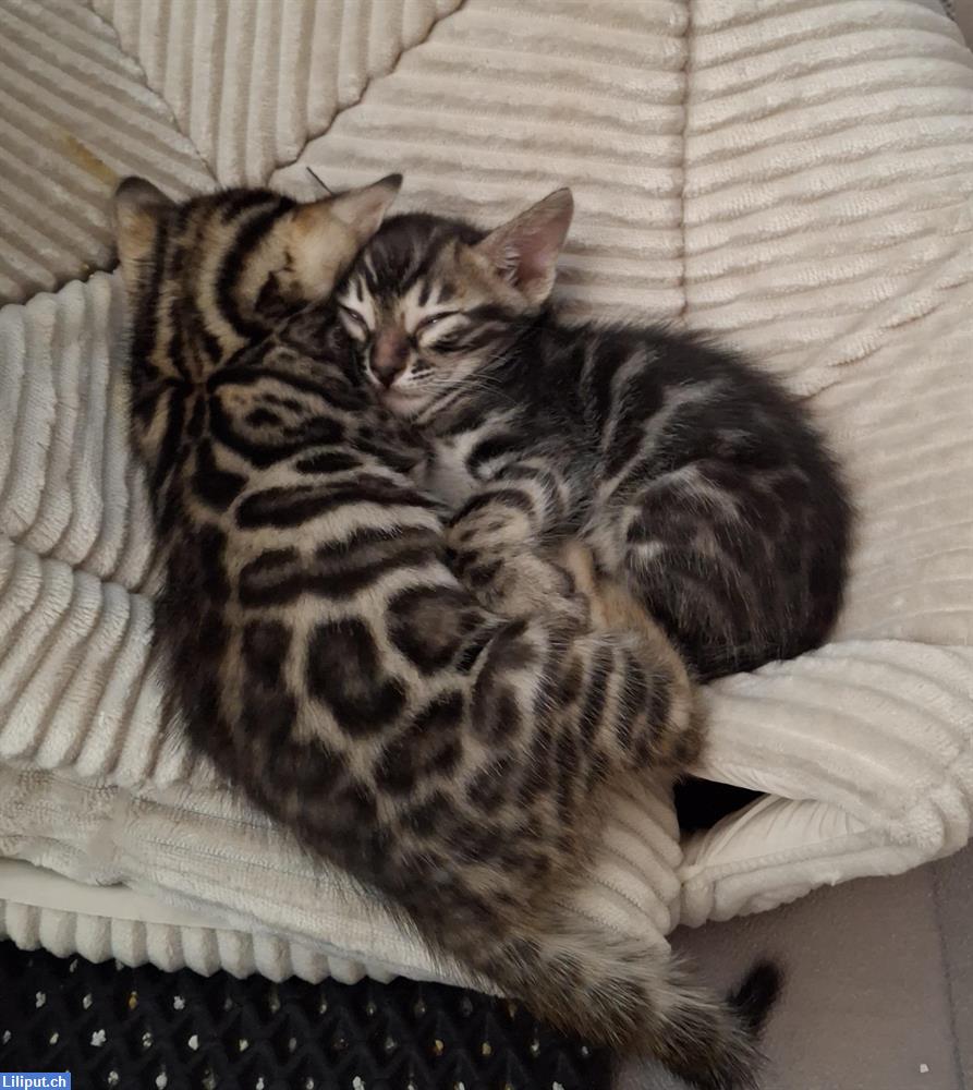 Bild 1: Süsse Bengal Kitten abzugeben aus Hobbyzucht
