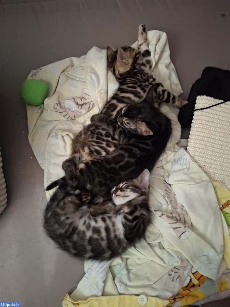 Bild 2: Süsse Bengal Kitten abzugeben aus Hobbyzucht