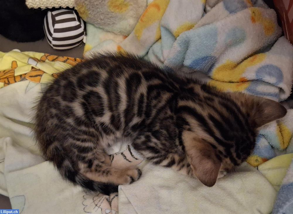Bild 3: Süsse Bengal Kitten abzugeben aus Hobbyzucht