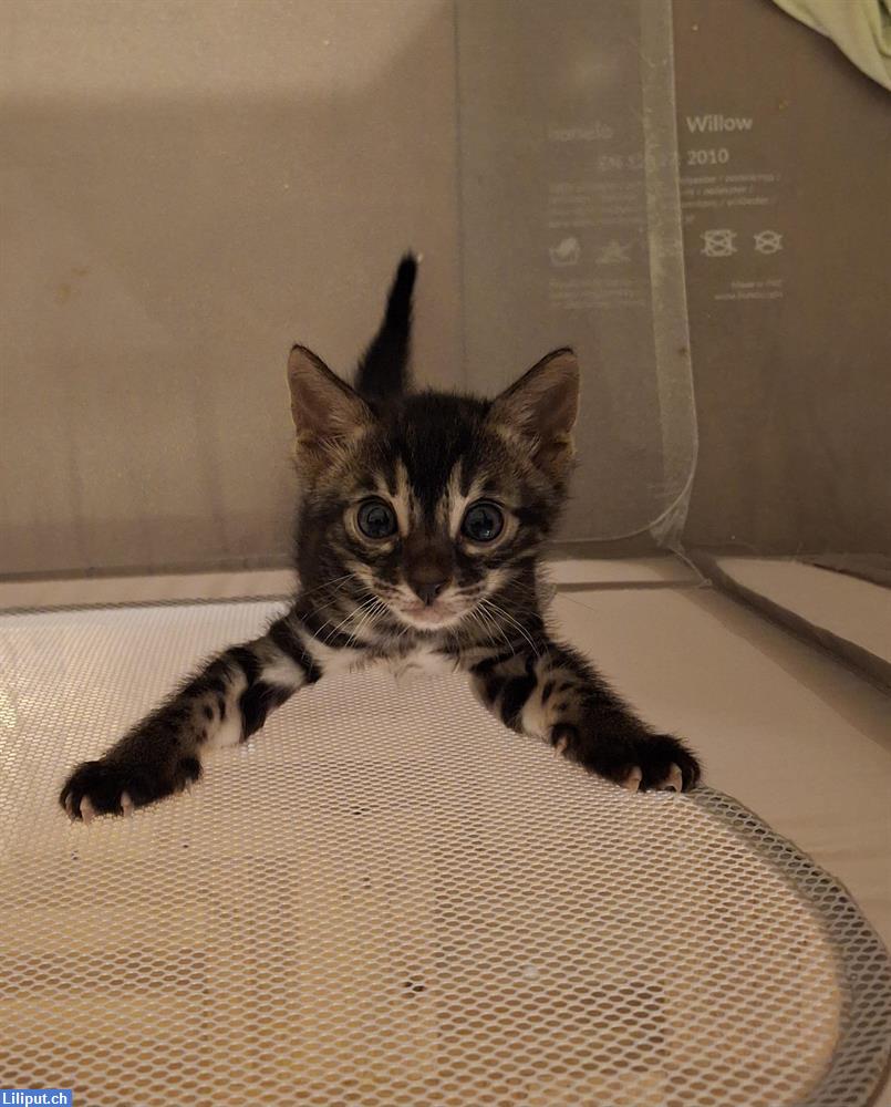 Bild 4: Süsse Bengal Kitten abzugeben aus Hobbyzucht