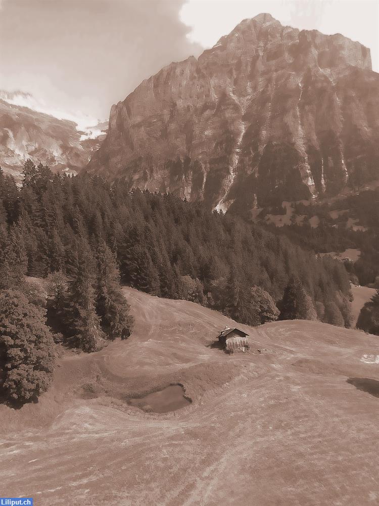 Bild 1: Weisst Du, wo ich die Meisterwurz finde?