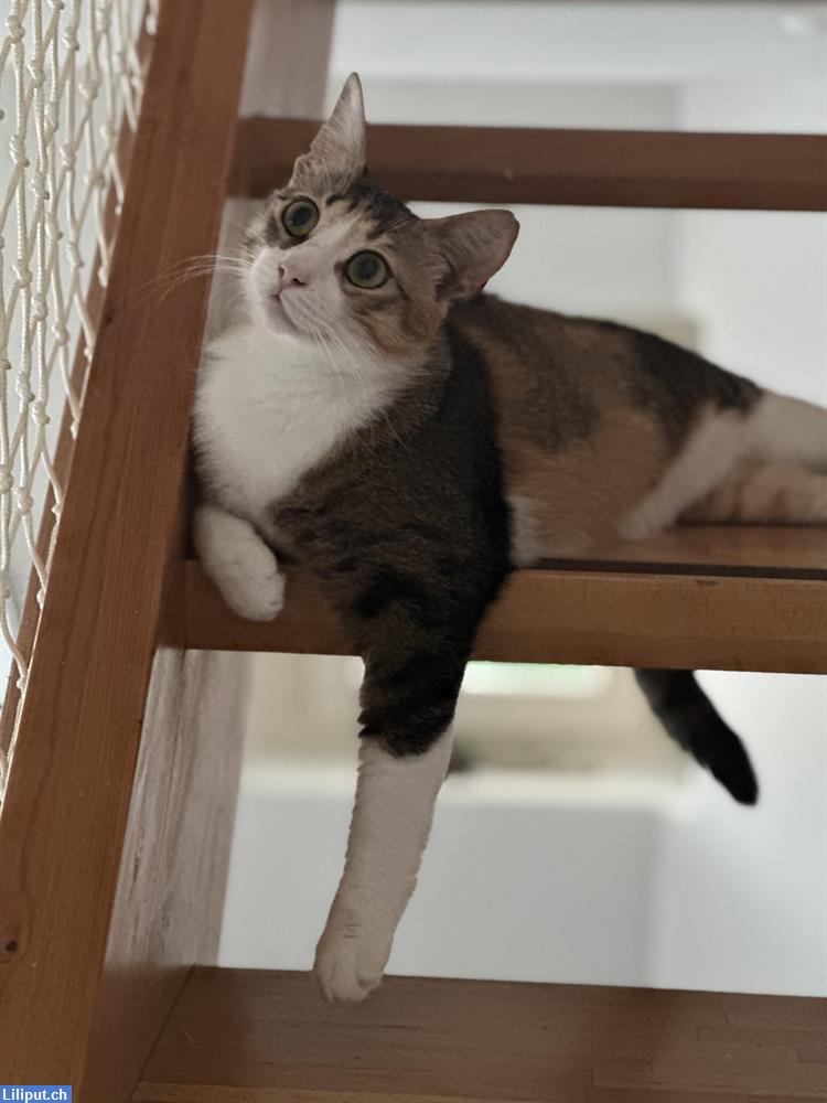 Bild 1: Biete Betreuung für Katzen und Kleintiere, Raum Dübendorf ZH