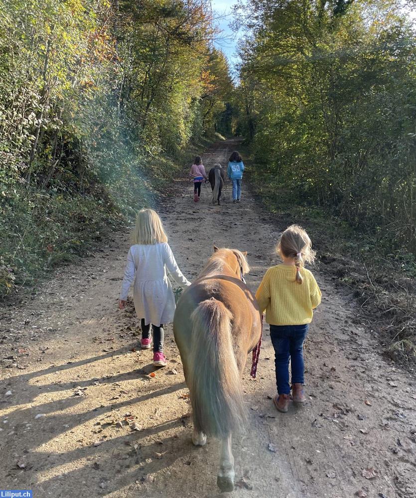 Bild 1: Kleine Hufspuren - Dein Einstieg zu den Ponys