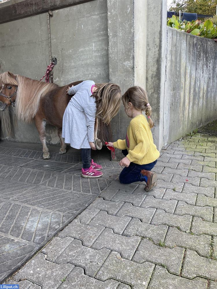 Bild 2: Kleine Hufspuren - Dein Einstieg zu den Ponys