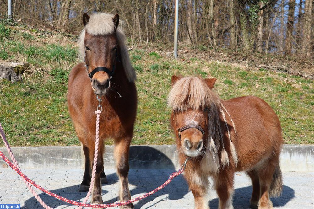 Bild 3: Kleine Hufspuren - Dein Einstieg zu den Ponys