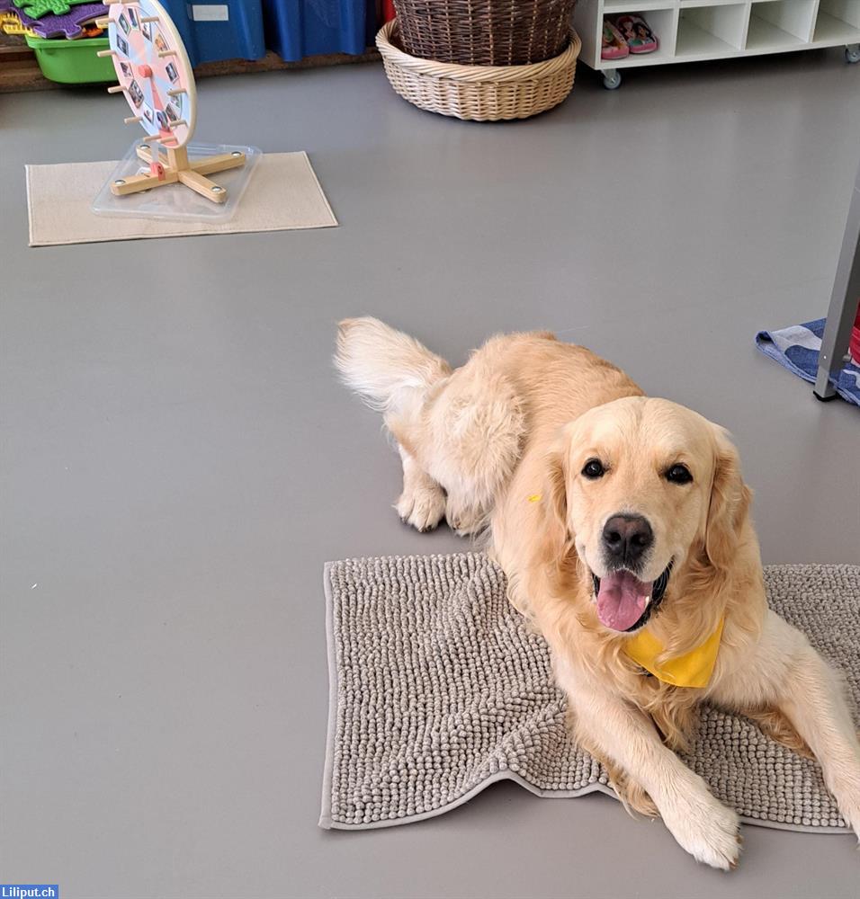 Bild 1: Begegnungsnachmittag Kind Hund im Spielgruppenraum GZ Hirzenbach, Zürich