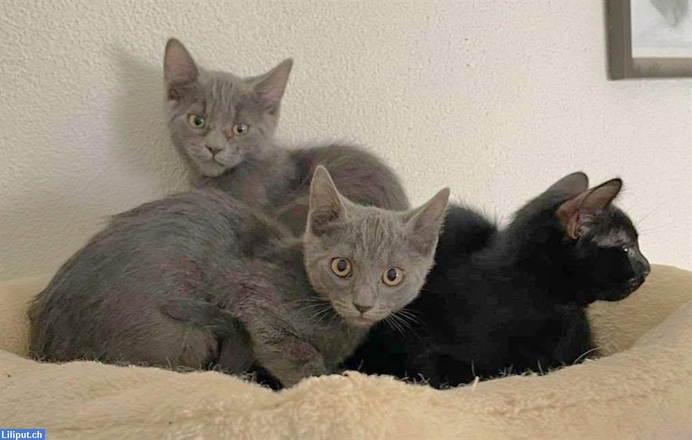 Bild 1: Liebe KATZEN KINDER weiss grau, schwarz, getigert