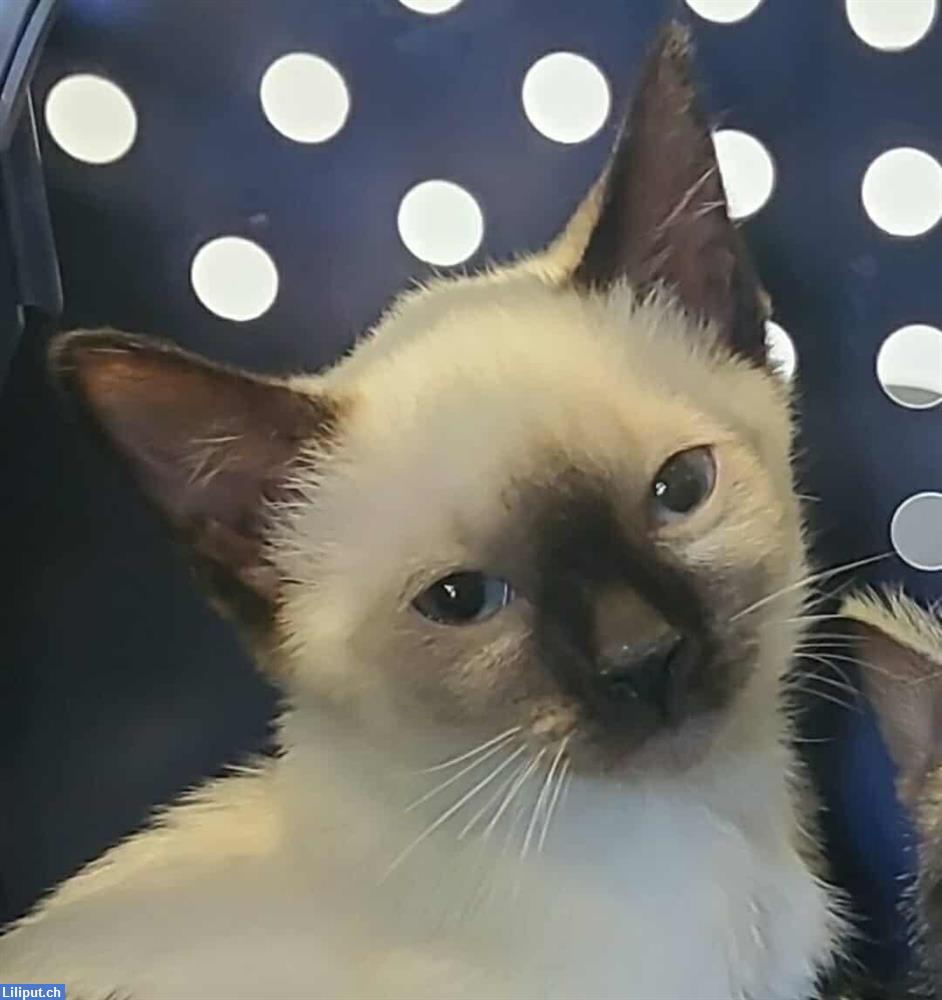 Bild 2: Liebe KATZEN KINDER weiss grau, schwarz, getigert