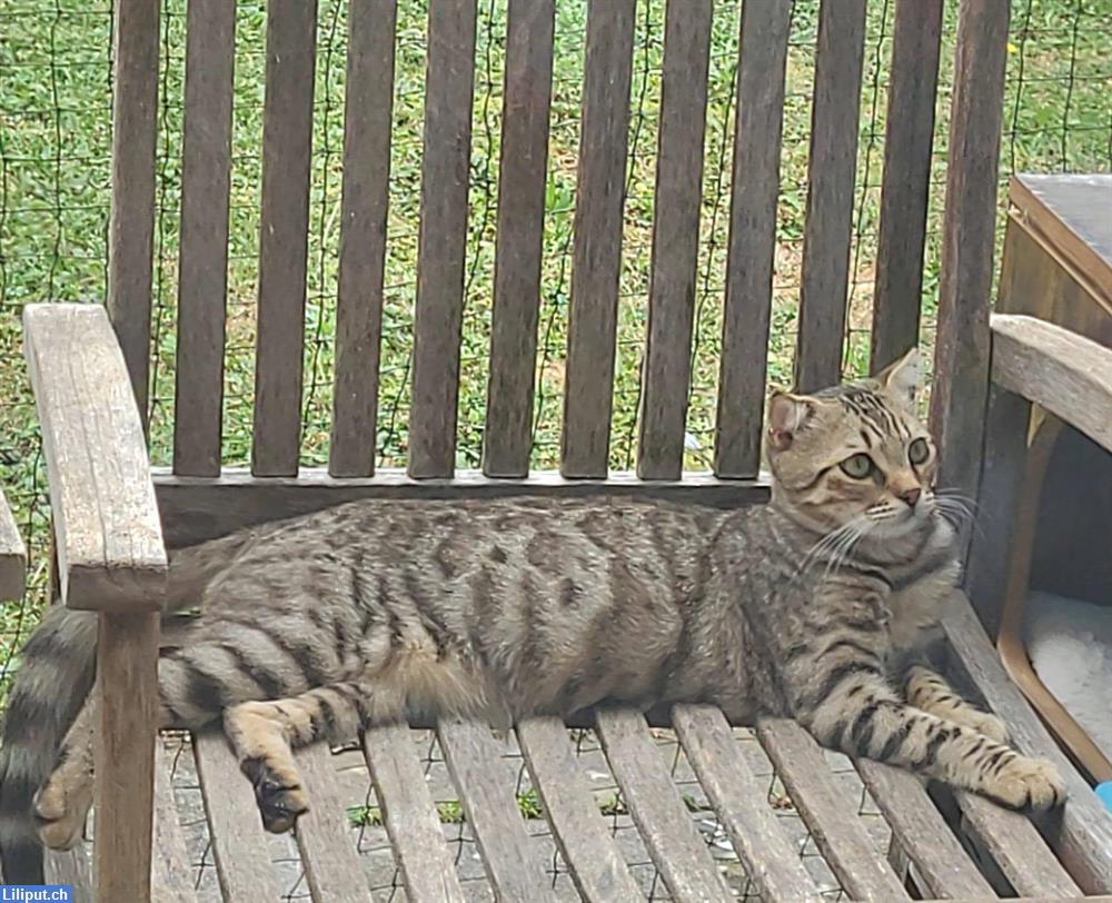 Bild 3: Liebe KATZEN KINDER weiss grau, schwarz, getigert