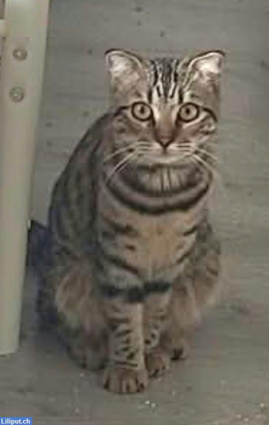Bild 4: Liebe KATZEN KINDER weiss grau, schwarz, getigert