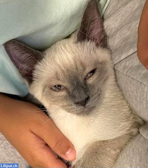 Bild 1: Süsses Siam Katzen Mädchen, lilac Point