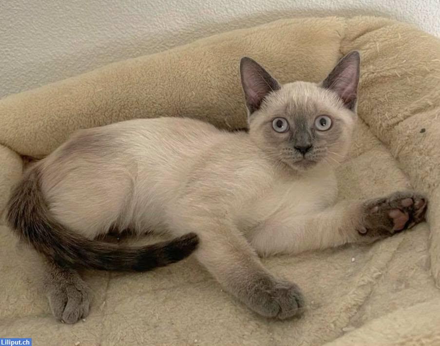 Bild 2: Süsses Siam Katzen Mädchen, lilac Point