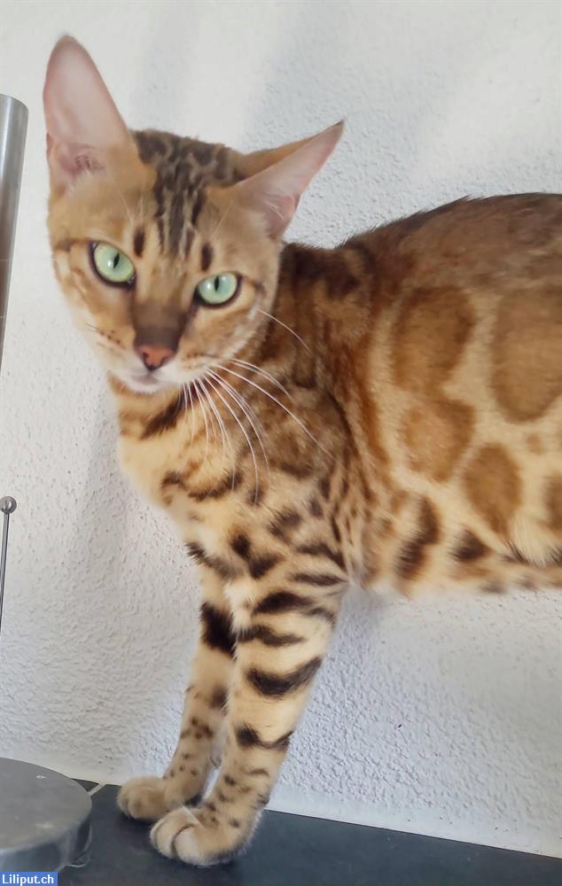 Bild 1: Bengal Kätzin braun