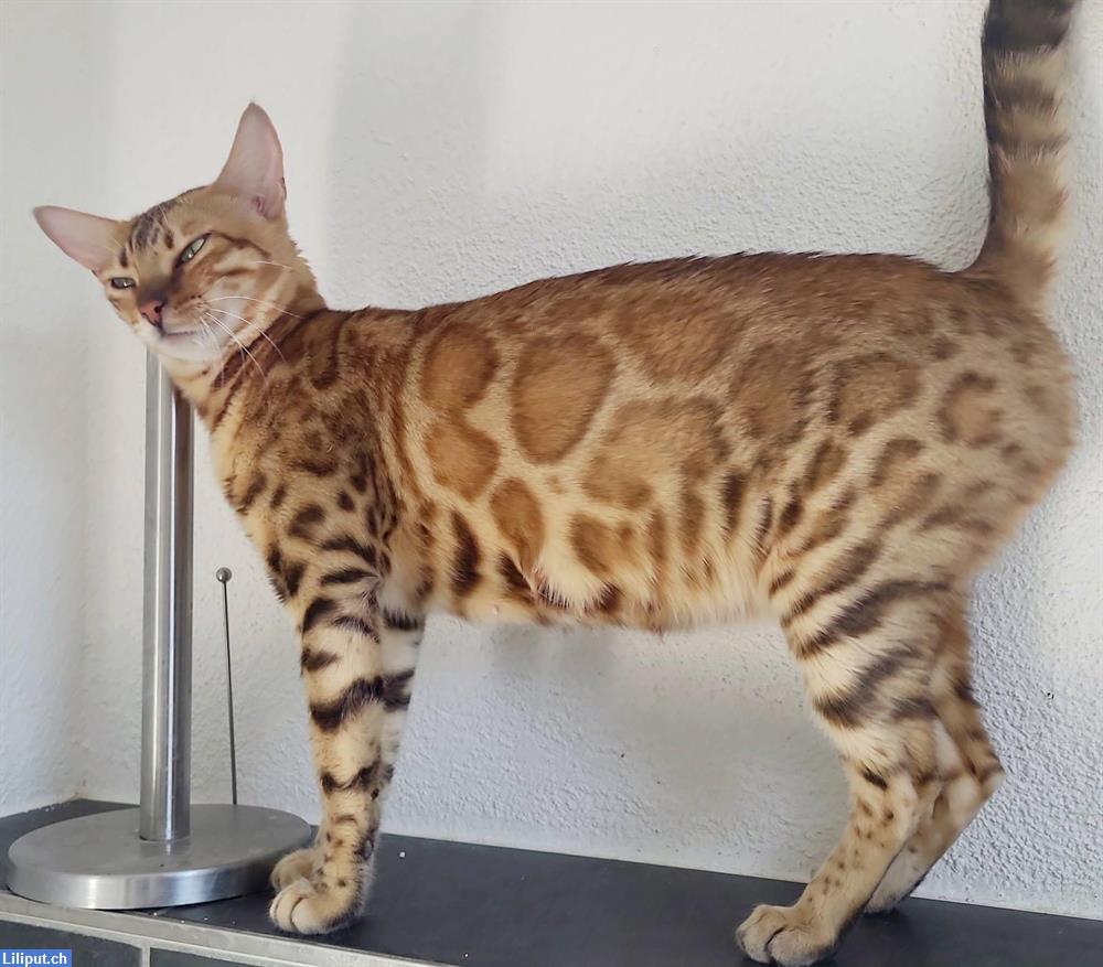 Bild 2: Bengal Kätzin braun