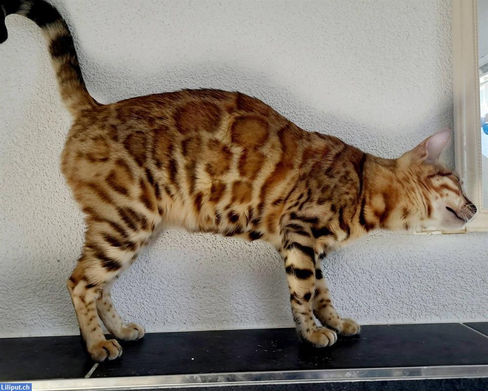 Bild 3: Bengal Kätzin braun