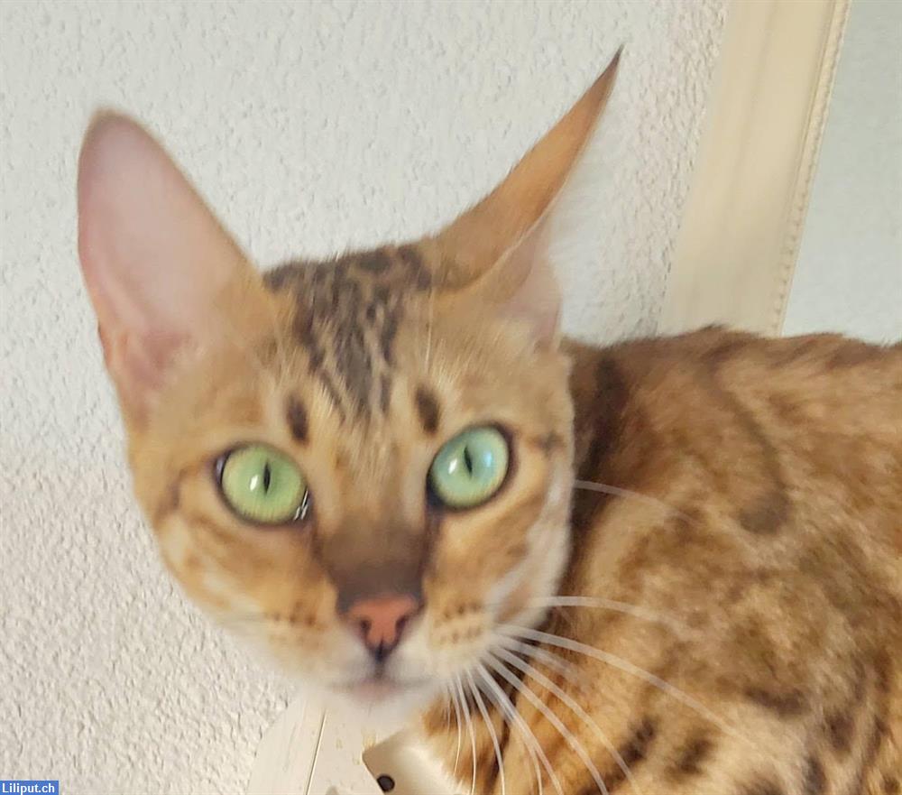Bild 5: Bengal Kätzin braun